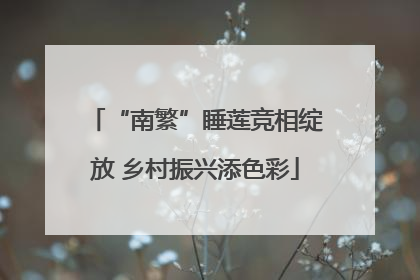 “南繁”睡莲竞相绽放 乡村振兴添色彩