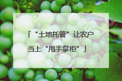 “土地托管”让农户当上“甩手掌柜”