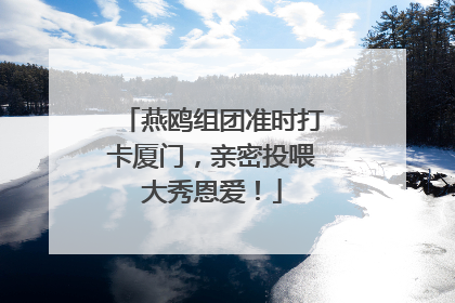 燕鸥组团准时打卡厦门，亲密投喂大秀恩爱！