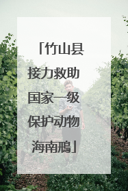 竹山县接力救助国家一级保护动物海南鳽