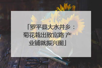 罗平县大水井乡：菊花栽出致富路 产业铺就振兴图