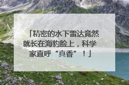 精密的水下雷达竟然就长在海豹脸上，科学家直呼“真香”！