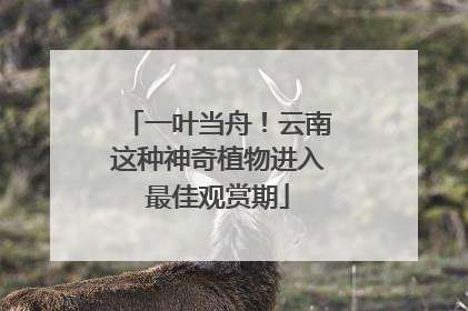 一叶当舟！云南这种神奇植物进入最佳观赏期