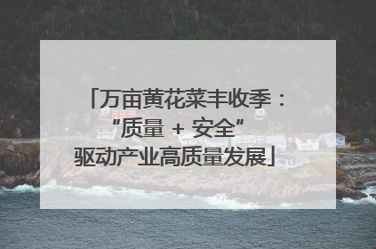 万亩黄花菜丰收季：“质量 + 安全” 驱动产业高质量发展