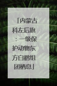 内蒙古科左后旗：一级保护动物东方白鹳组团栖息