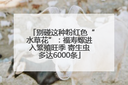 别碰这种粉红色“水草花”：福寿螺进入繁殖旺季 寄生虫多达6000条