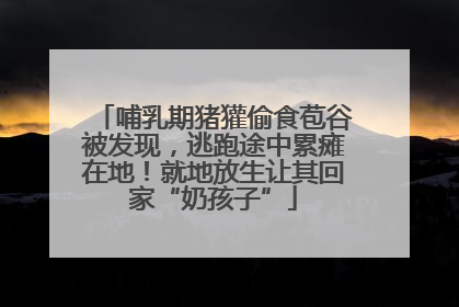 哺乳期猪獾偷食苞谷被发现，逃跑途中累瘫在地！就地放生让其回家“奶孩子”