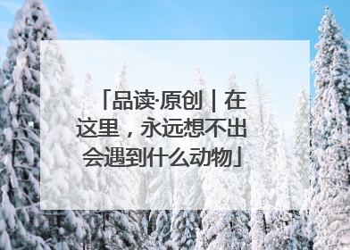 品读·原创｜在这里，永远想不出会遇到什么动物