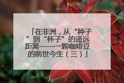 在非洲，从“种子”到“杯子”的遥远距离——一颗咖啡豆的前世今生（三）