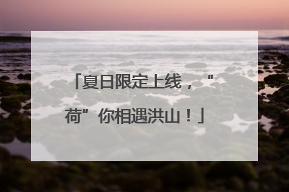 夏日限定上线，“荷”你相遇洪山！