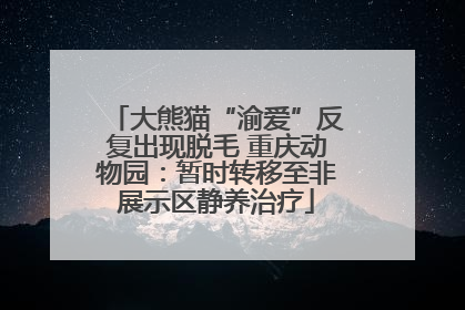 大熊猫“渝爱”反复出现脱毛 重庆动物园：暂时转移至非展示区静养治疗