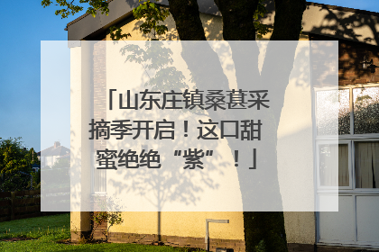 山东庄镇桑葚采摘季开启！这口甜蜜绝绝“紫”！
