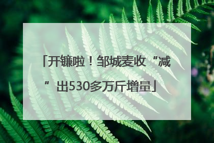 开镰啦！邹城麦收“减”出530多万斤增量