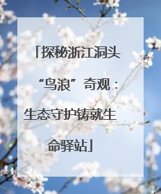探秘浙江洞头“鸟浪”奇观：生态守护铸就生命驿站