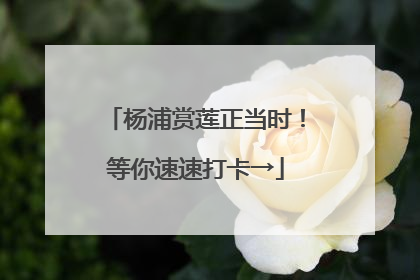 杨浦赏莲正当时！等你速速打卡→