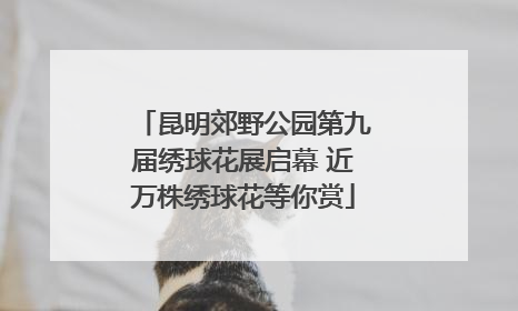 昆明郊野公园第九届绣球花展启幕 近万株绣球花等你赏