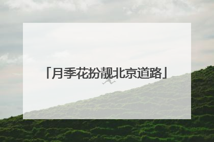 月季花扮靓北京道路
