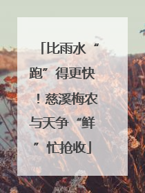 比雨水“跑”得更快！慈溪梅农与天争“鲜”忙抢收