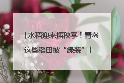 水稻迎来插秧季！青岛这些稻田披“绿装”
