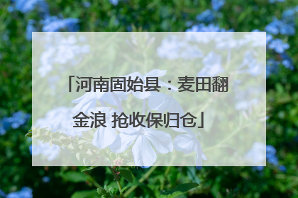 河南固始县：麦田翻金浪 抢收保归仓