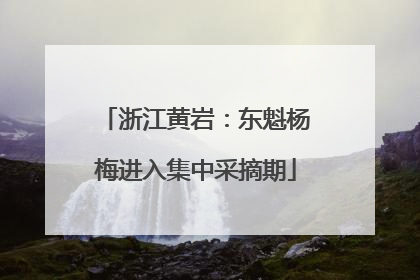 浙江黄岩：东魁杨梅进入集中采摘期