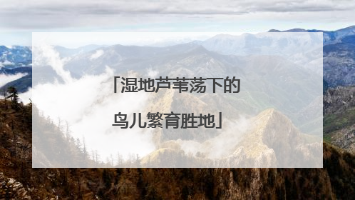 湿地芦苇荡下的鸟儿繁育胜地