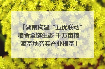湖南构建“五优联动”粮食全链生态 千万亩粮源基地夯实产业根基