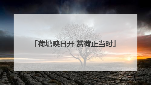荷塘映日开 赏荷正当时