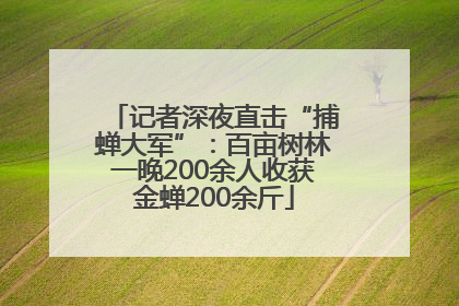 记者深夜直击“捕蝉大军”：百亩树林一晚200余人收获金蝉200余斤