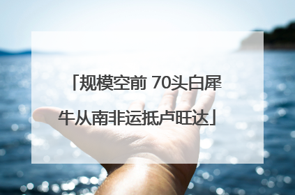 规模空前 70头白犀牛从南非运抵卢旺达