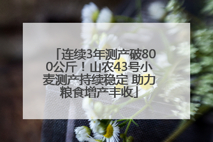 连续3年测产破800公斤！山农43号小麦测产持续稳定 助力粮食增产丰收