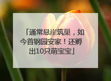 通常悬崖筑巢，如今首钢园安家！还孵出10只萌宝宝