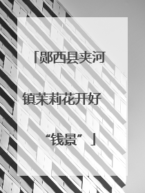 郧西县夹河镇茉莉花开好“钱景”