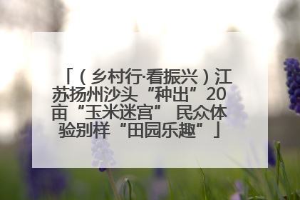 （乡村行·看振兴）江苏扬州沙头“种出”20亩“玉米迷宫” 民众体验别样“田园乐趣”